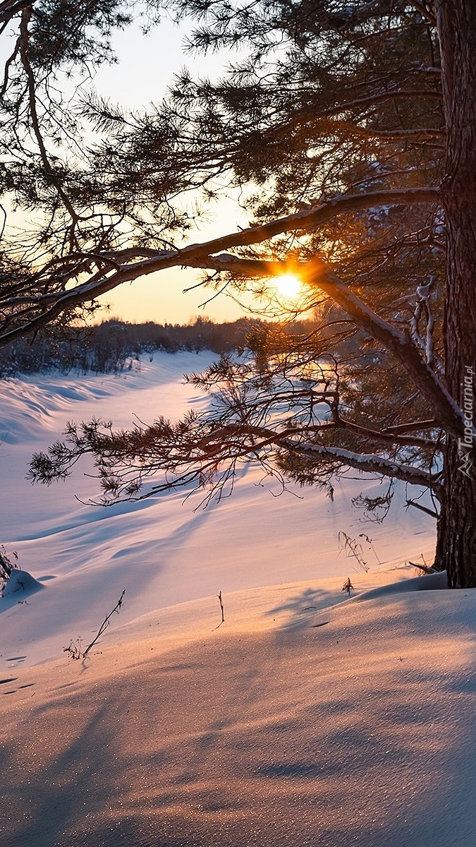 Zimowy poranek w lesie