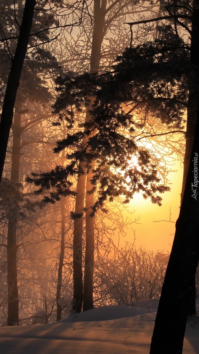 Zimowy zachód słońca w lesie