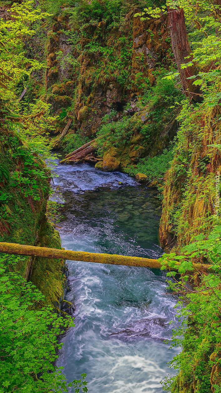 Złamane drzewo nad rzeką Sol Duc