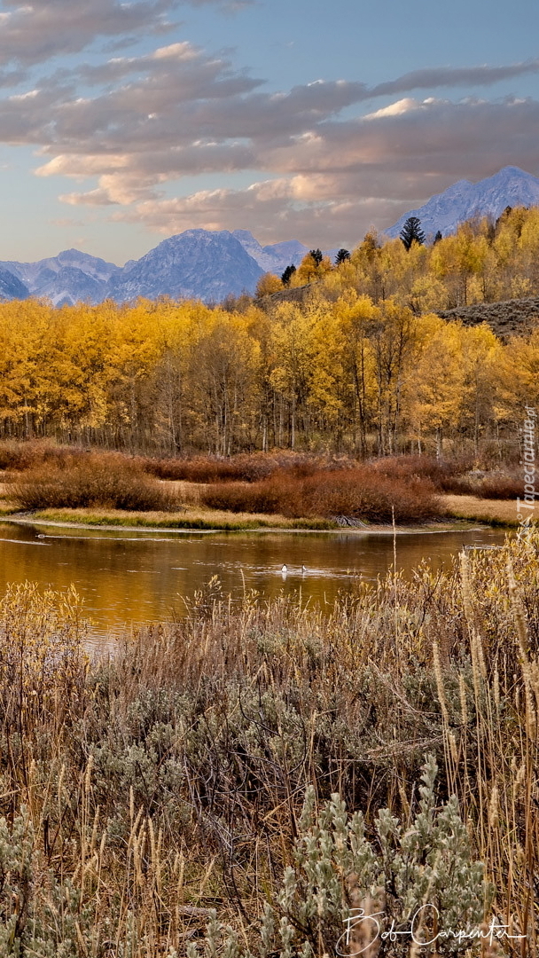 Złota jesień nad jeziorem Jackson Lake