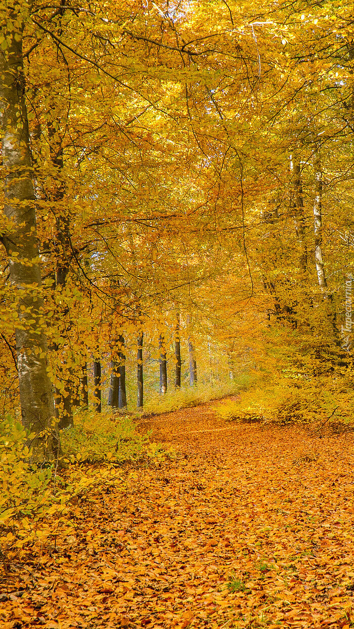 Złota jesień w lesie