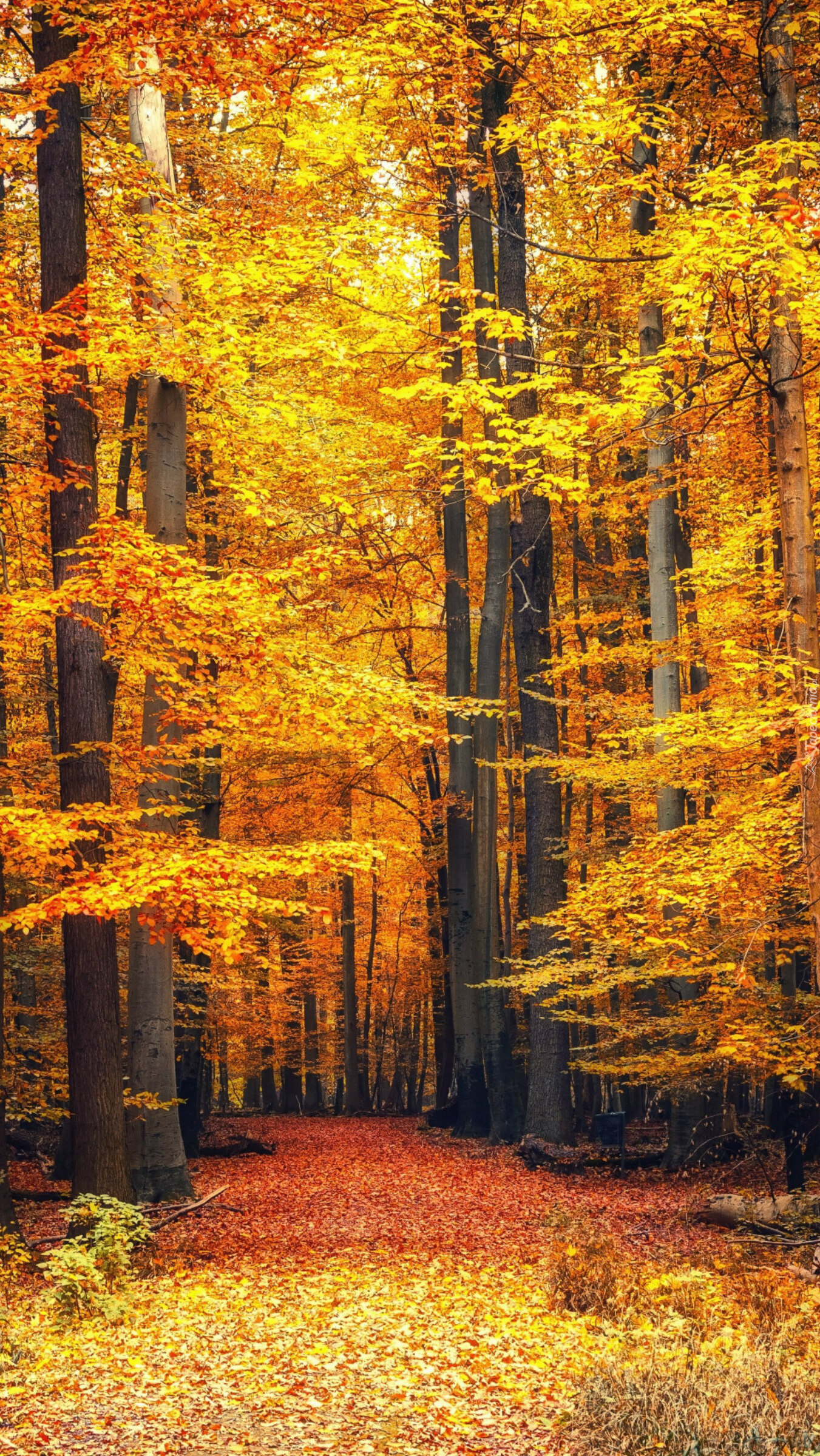 Złota jesień w lesie