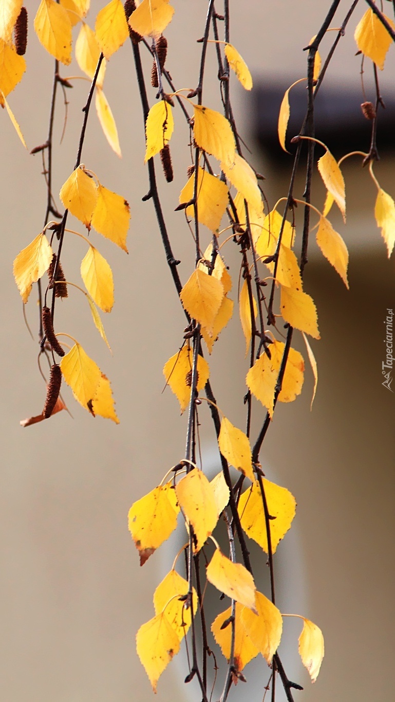 Złote listki brzozy