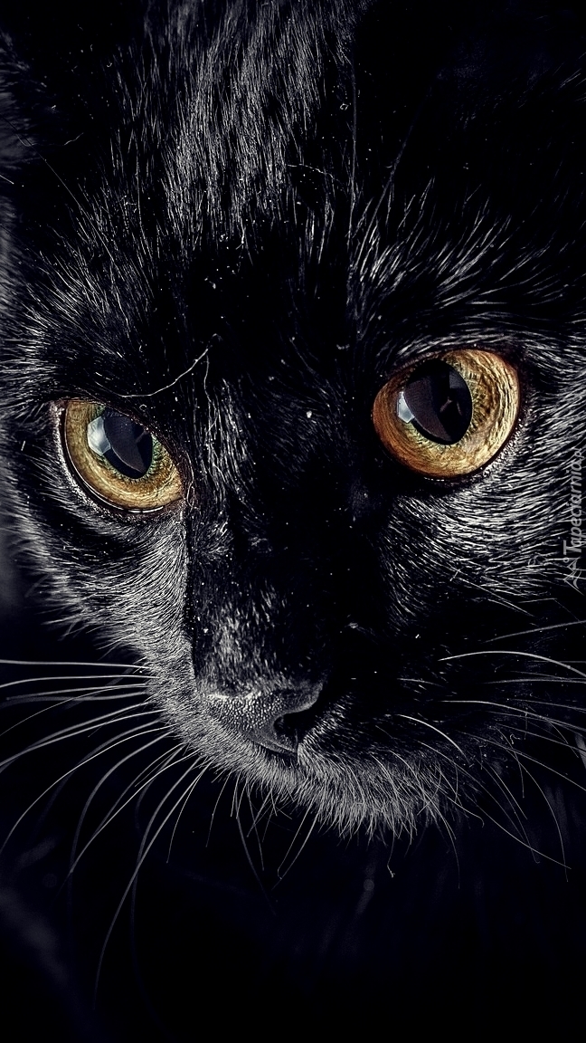Złote oczy kota