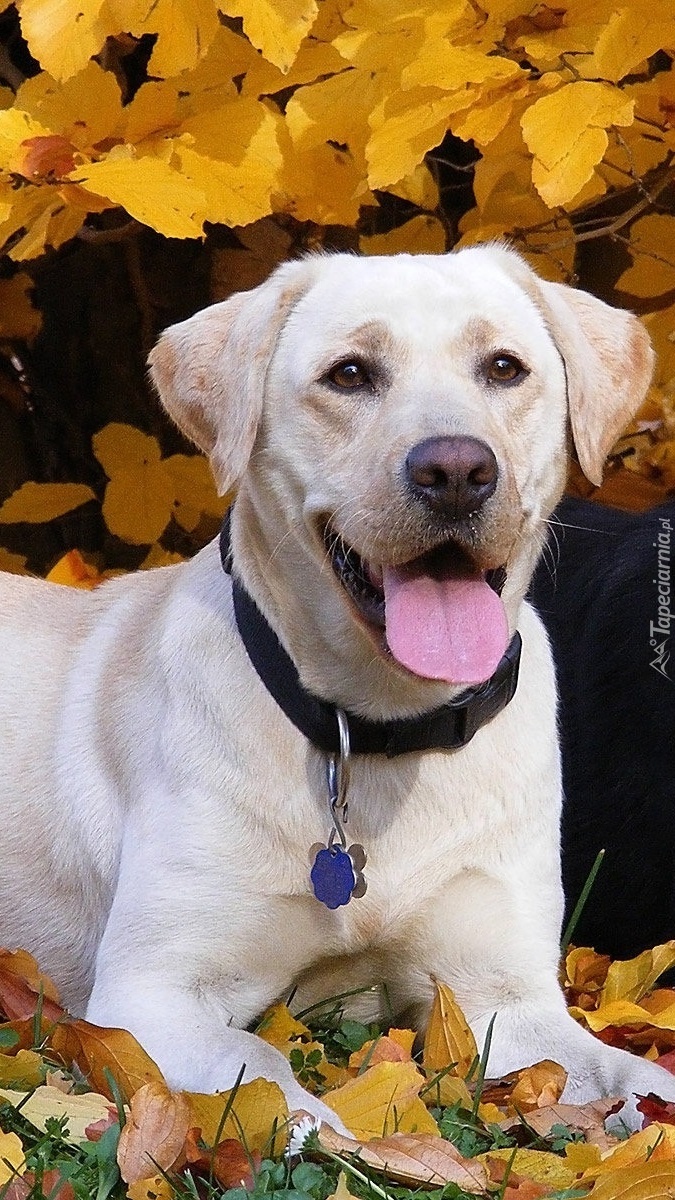 Zmęczony labrador