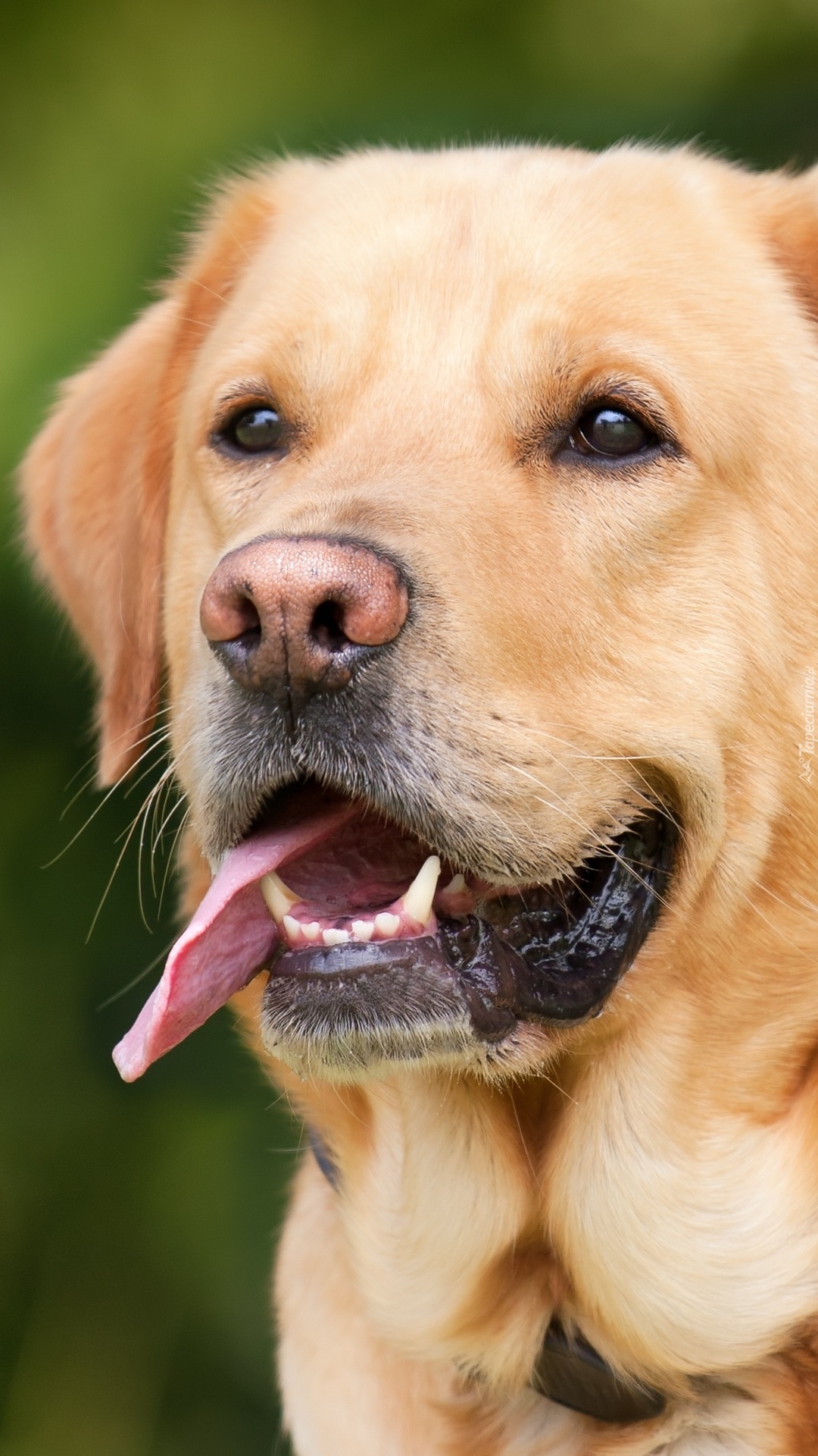 Zmęczony labrador