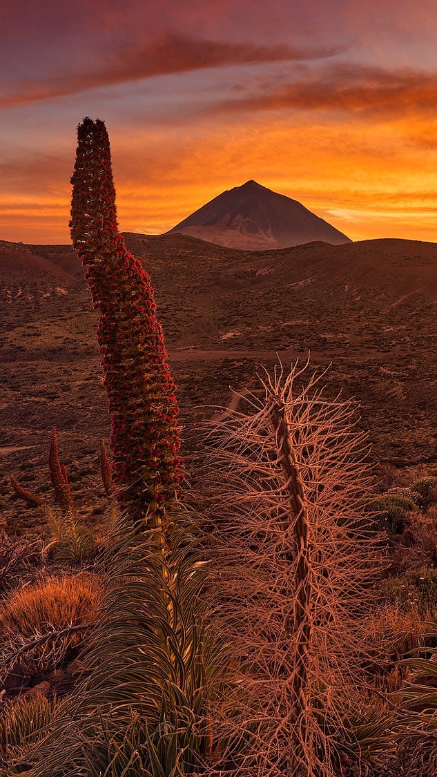 Żmijowce rubinowe i góra Teide na wyspie Teneryfie