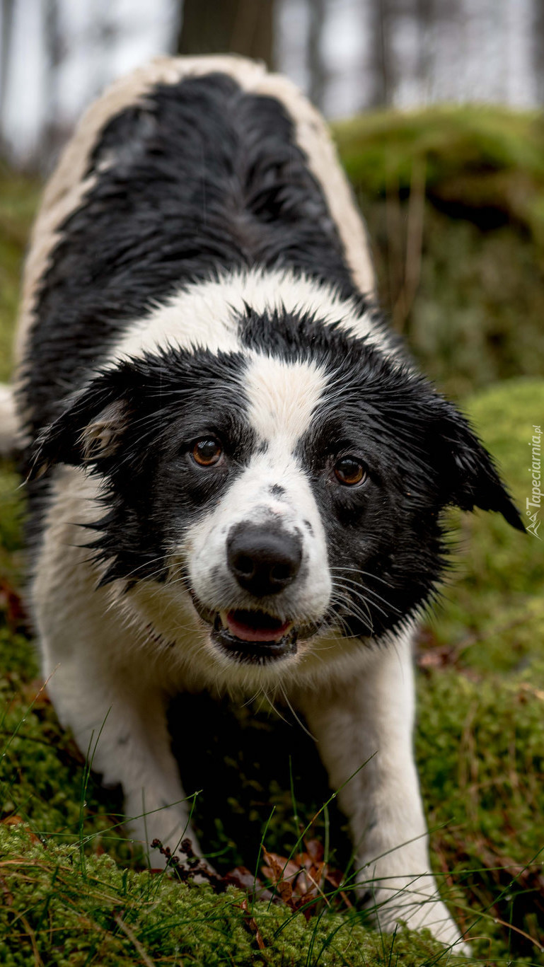 Zmoknięty border collie