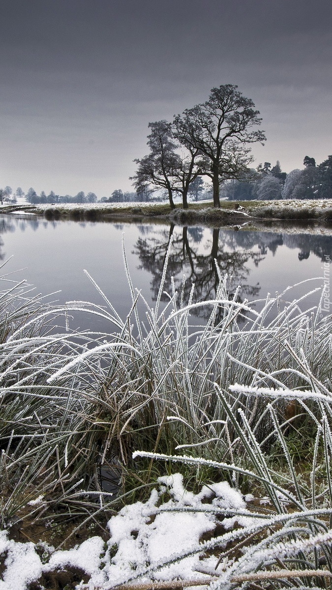 Zmroziło trawy nad jeziorem