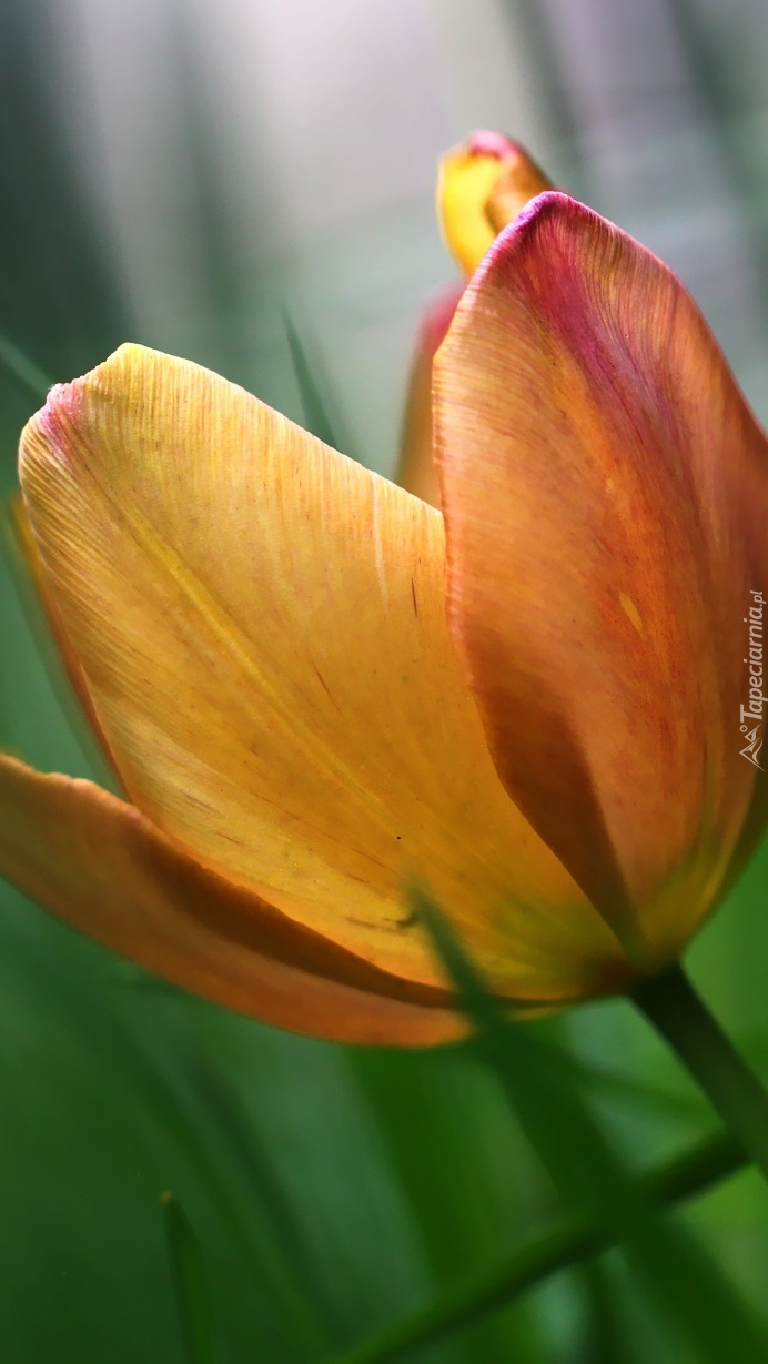 Zmysłowy tulipan