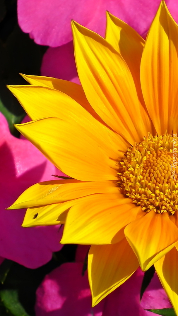 Żółta gazania