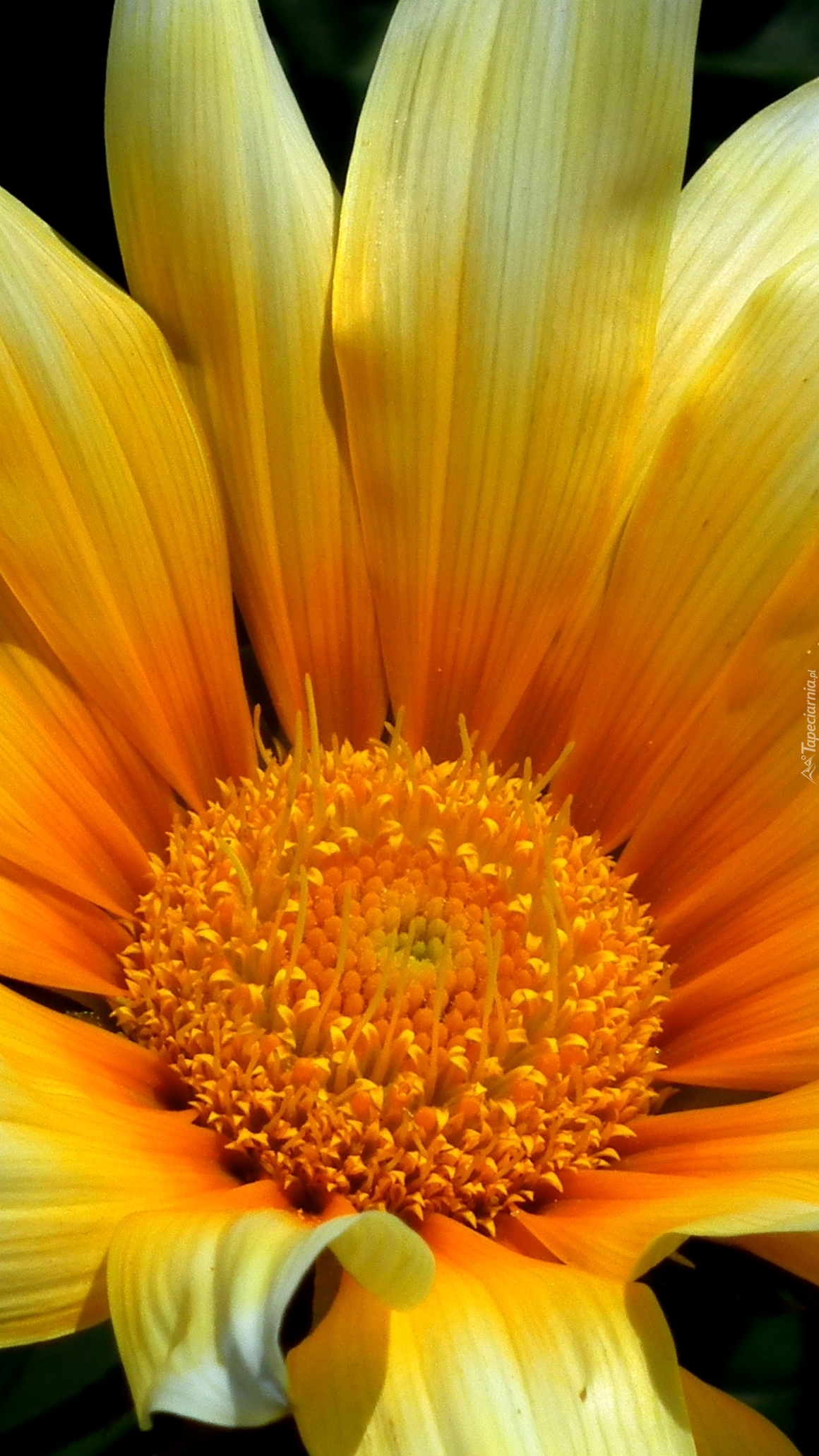 Żółta gazania