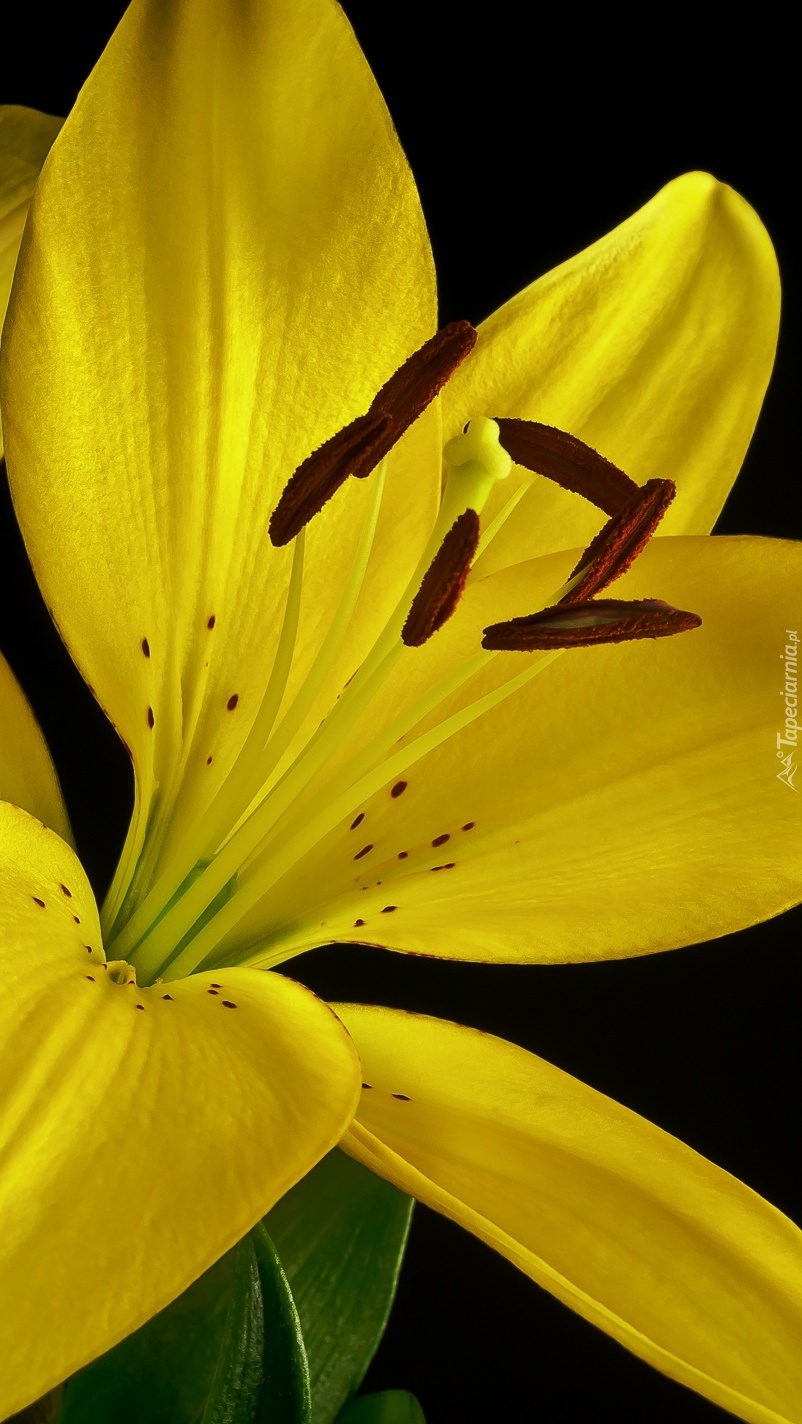 Żółta lilia