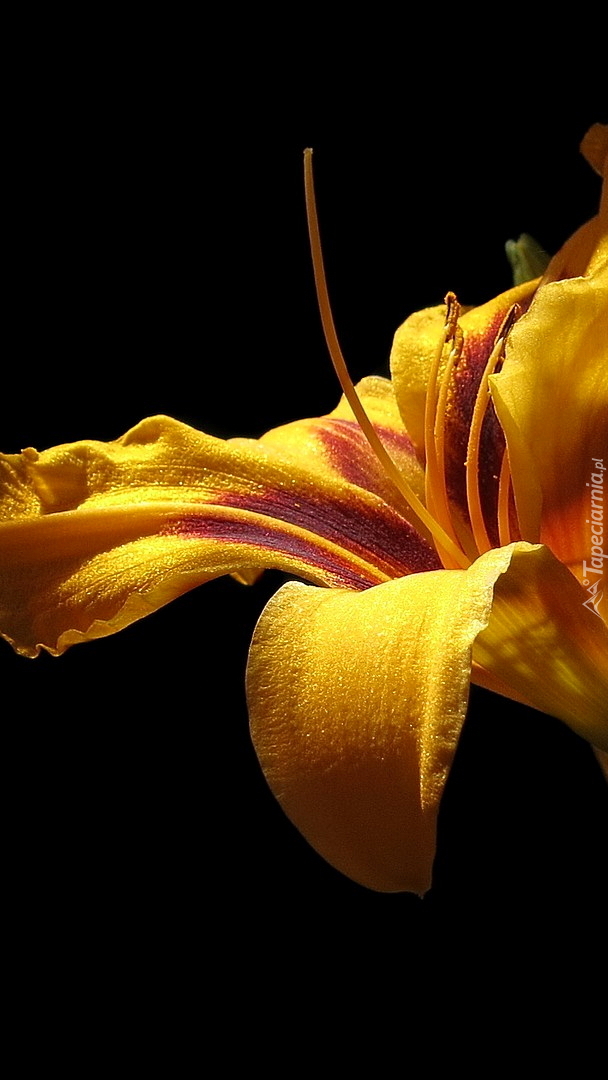 Żółta lilia w zbliżeniu