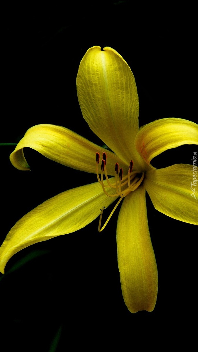 Żółta lilia z pręcikami