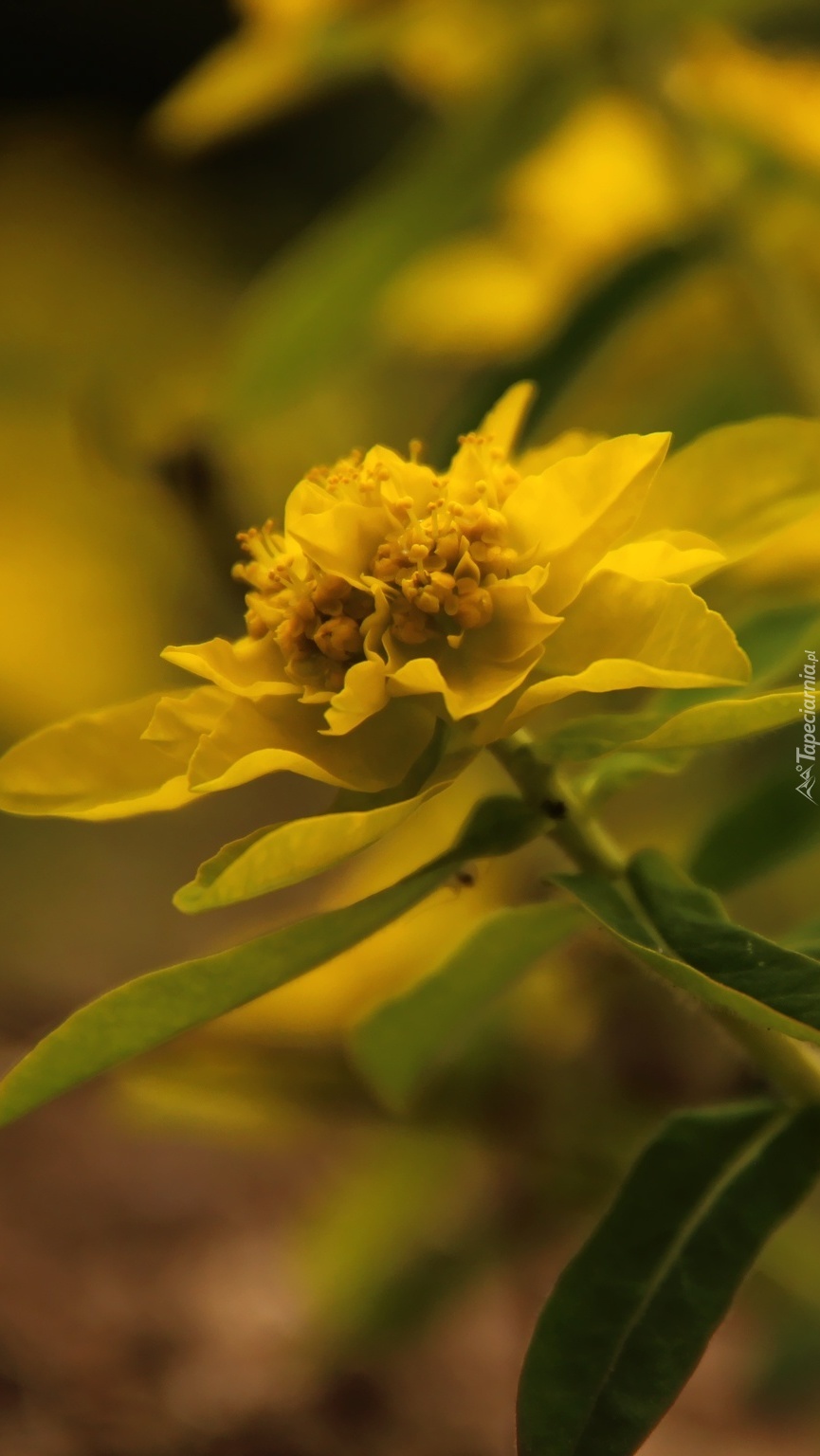 Żółta roślina z liśćmi