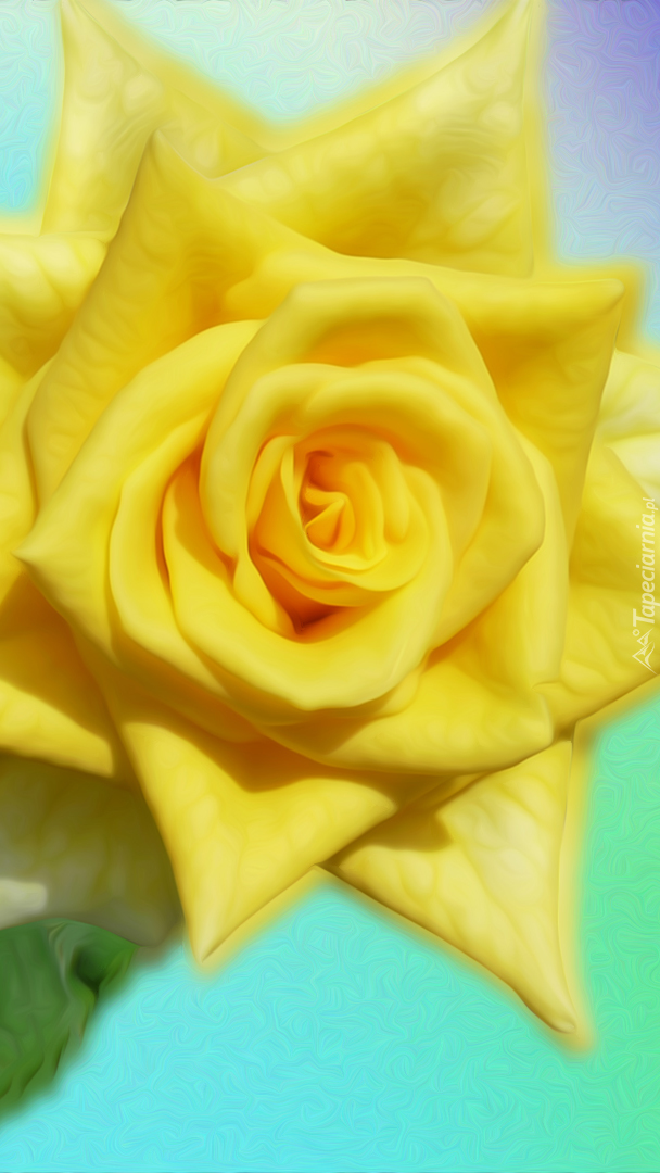 Żółta róża