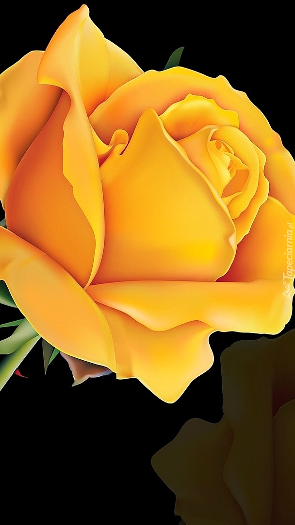 Żółta róża w 2D