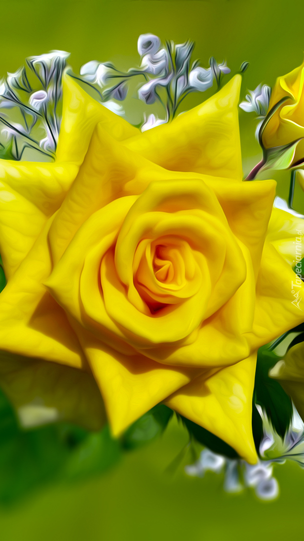 Żółta róża w grafice