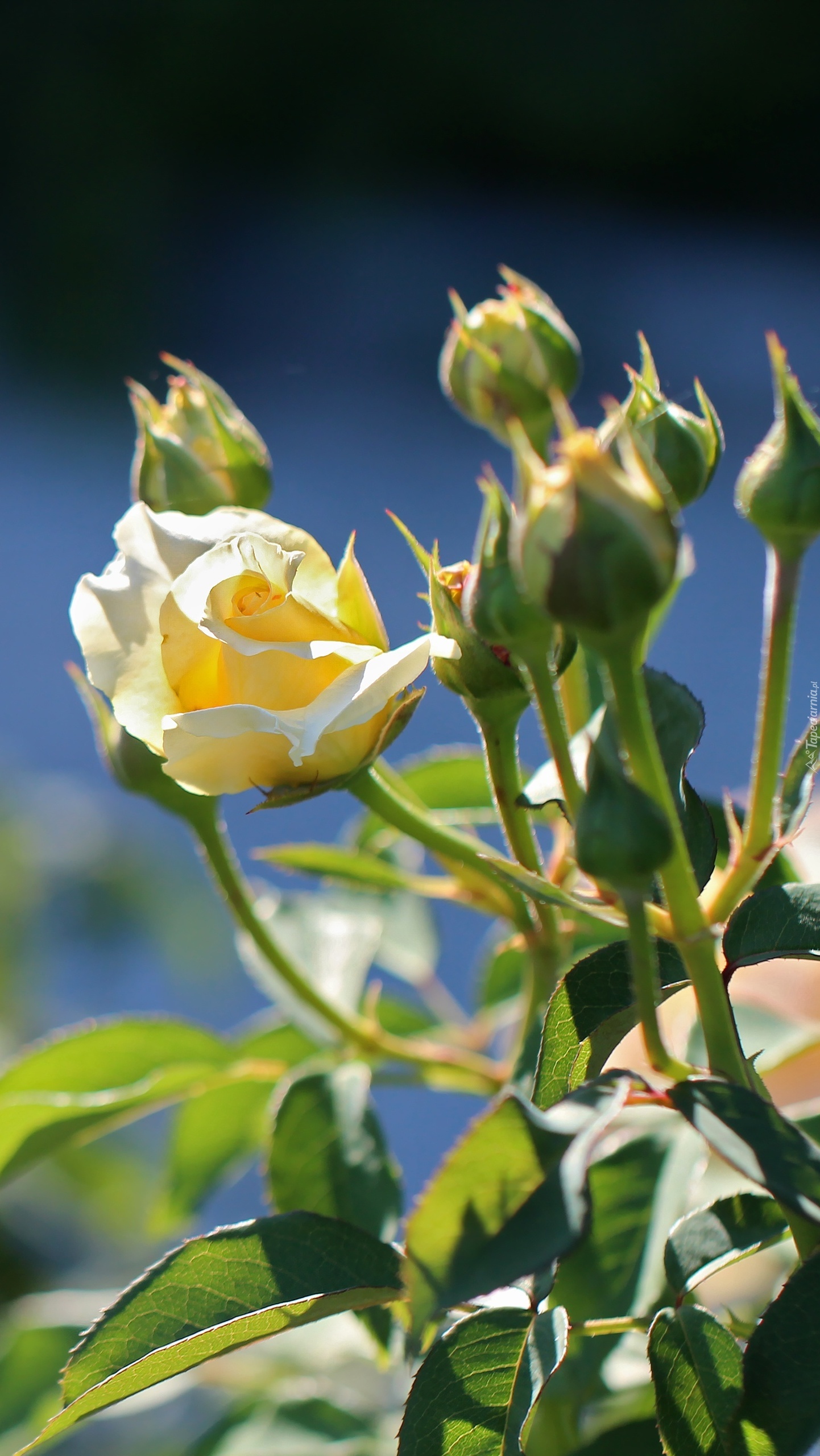 Żółta róża z pąkami