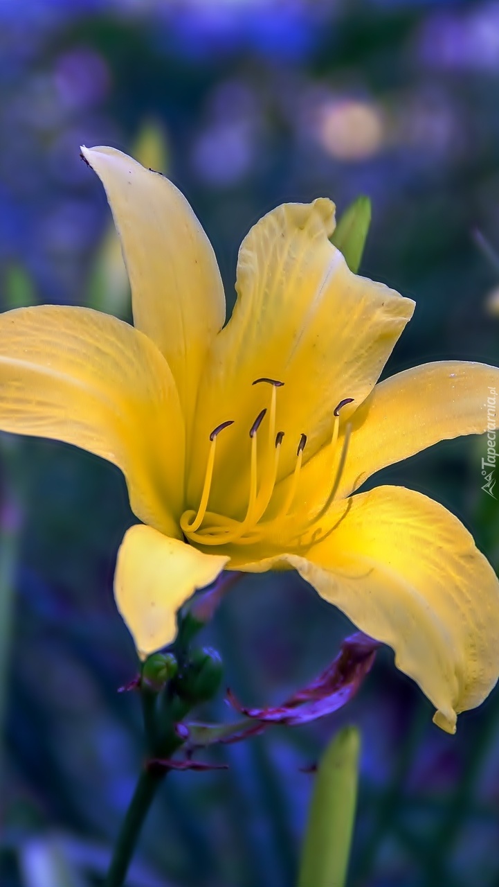 Żółta rozwinięta lilia