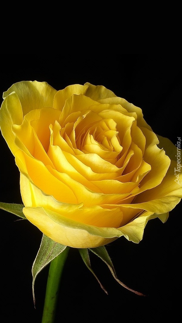 Żółta rozwinięta róża