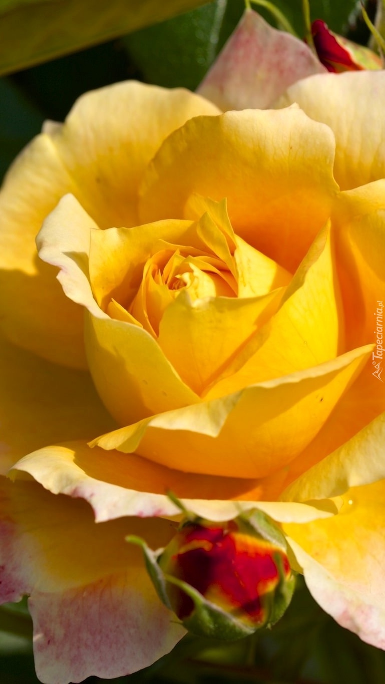 Żółta słoneczna róża z pąkiem
