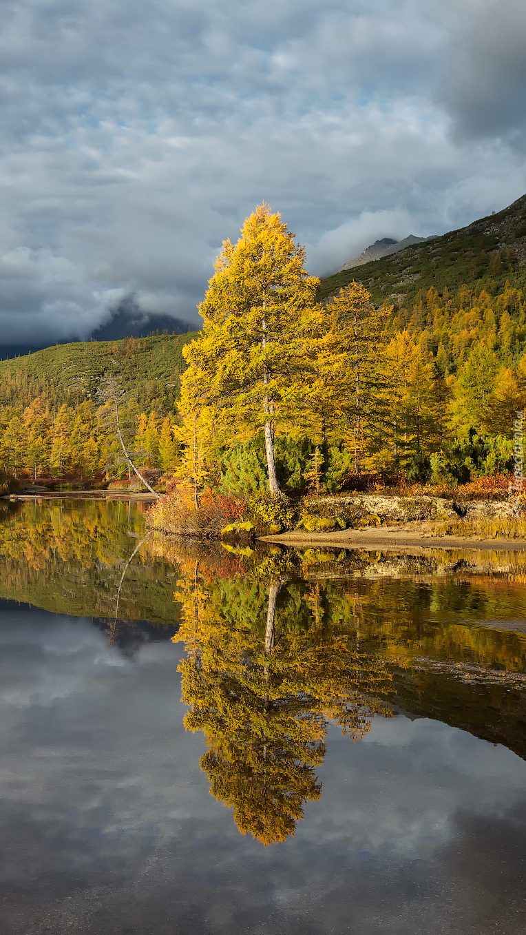 Żółte drzewa nad jeziorem Nevidimka