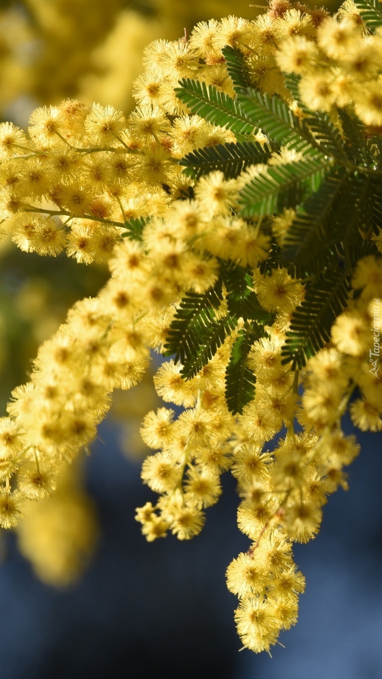 Żółte gałązki mimozy