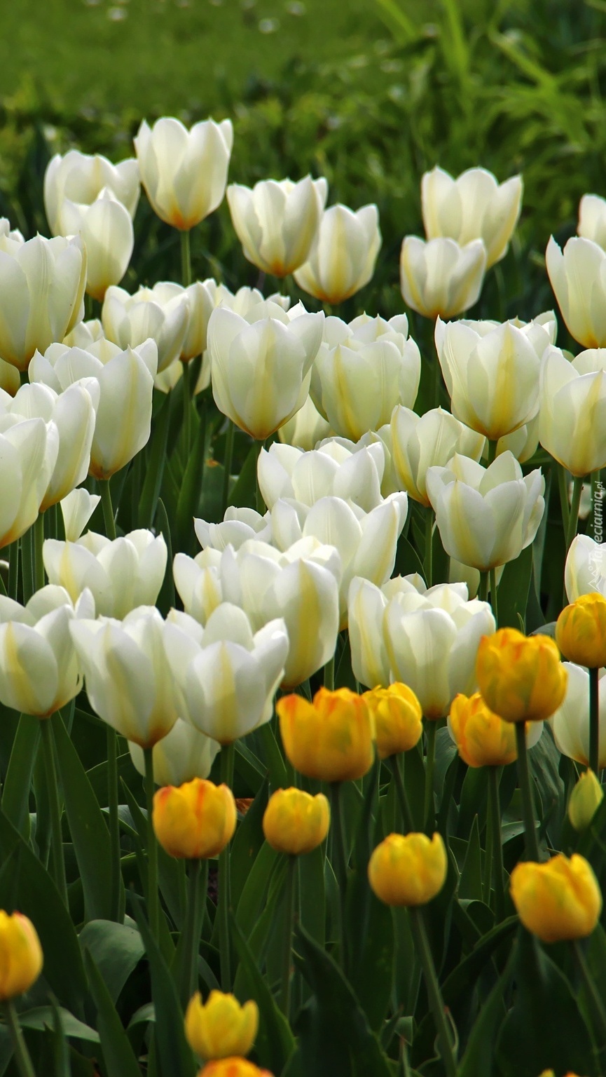 Żółte i białe tulipany