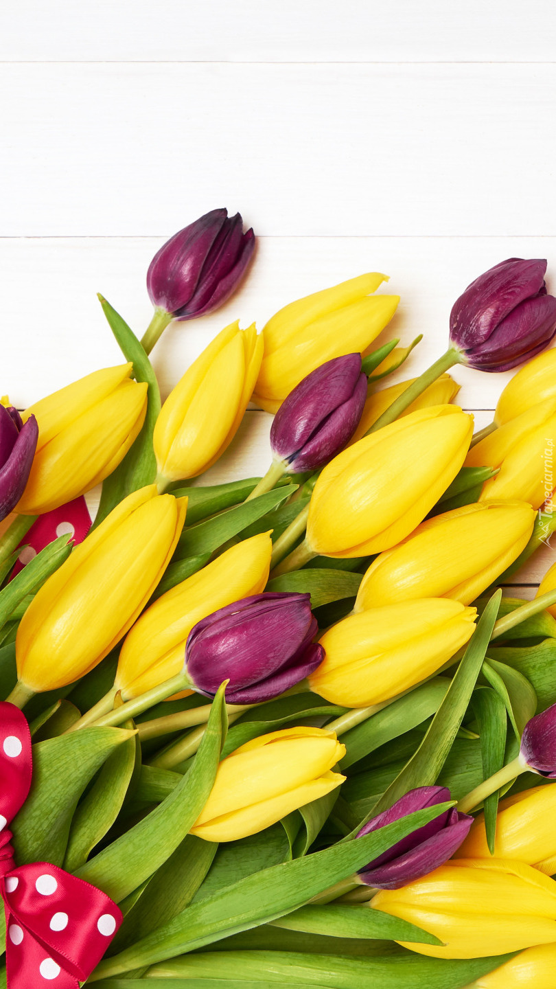 Żółte i bordowe tulipany