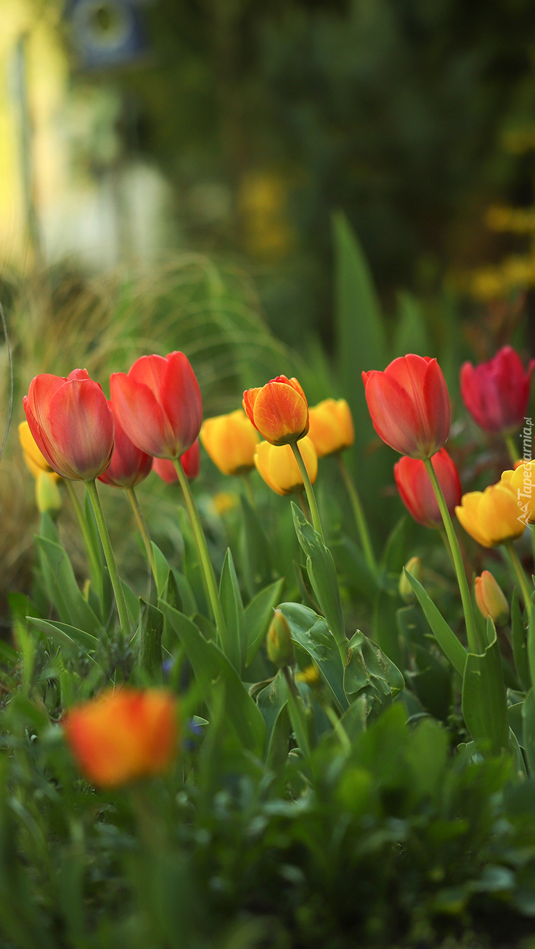 Żółte i czerwone tulipany