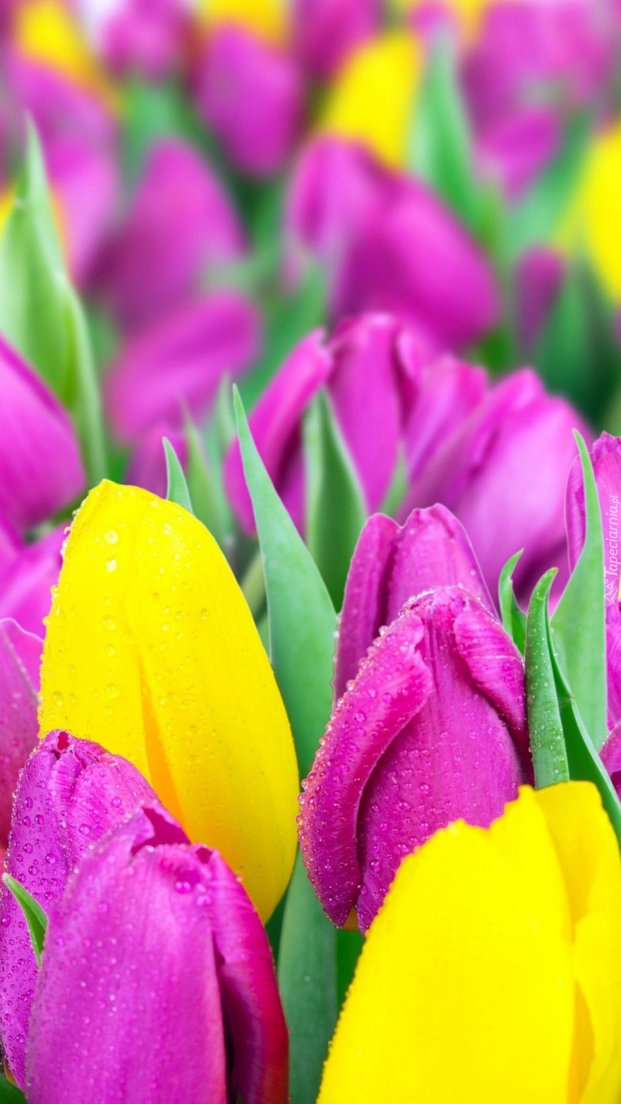 Żółte i fioletowe tulipany