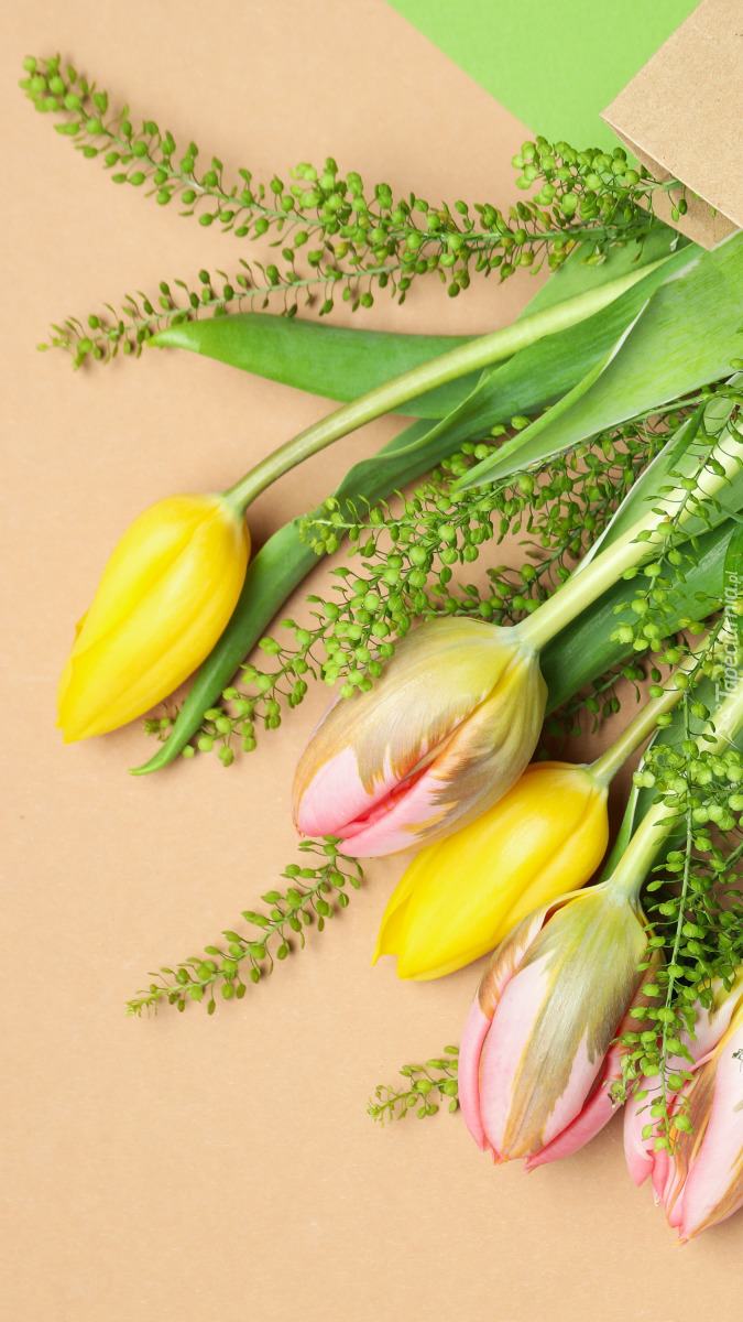 Żółte i różowe tulipany