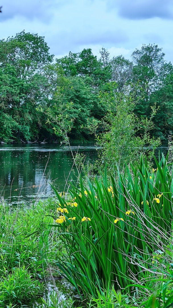 Żółte irysy wodne nad rzeką Cher River