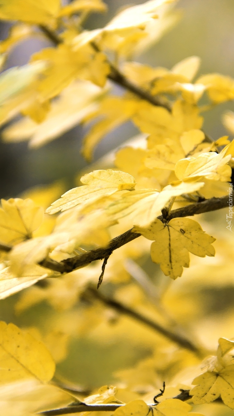 Żółte jesienne liście