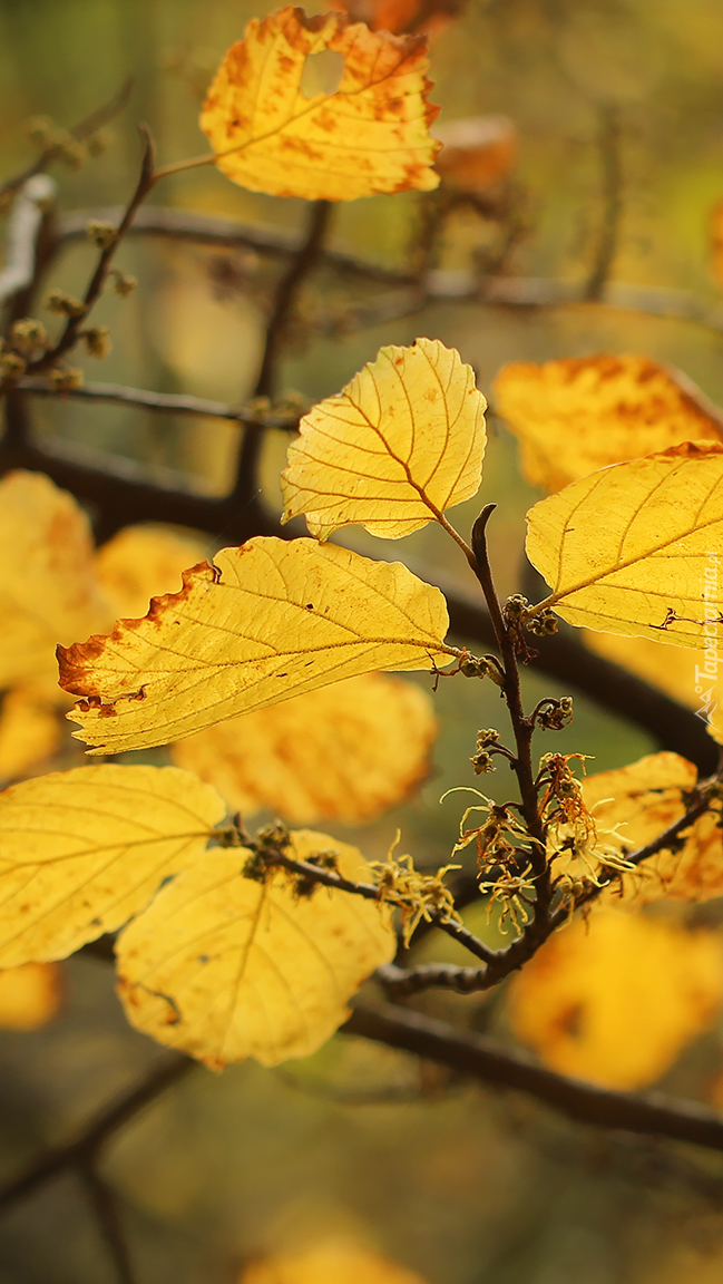 Żółte jesienne liście na gałązce