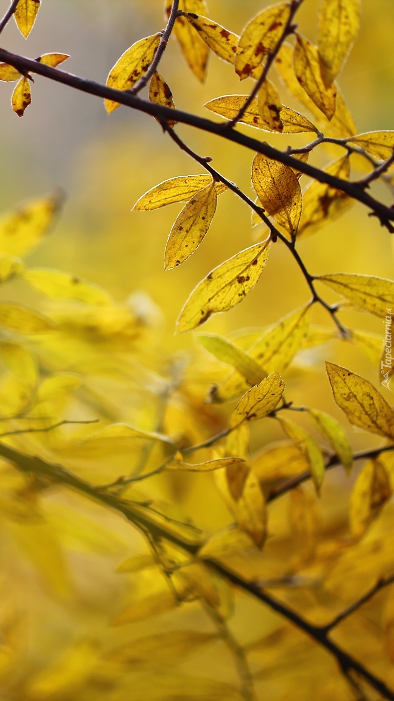 Żółte jesienne liście na gałązkach