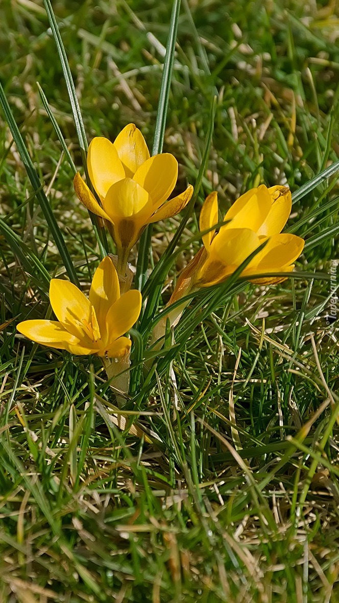 Żółte krokusy w trawie