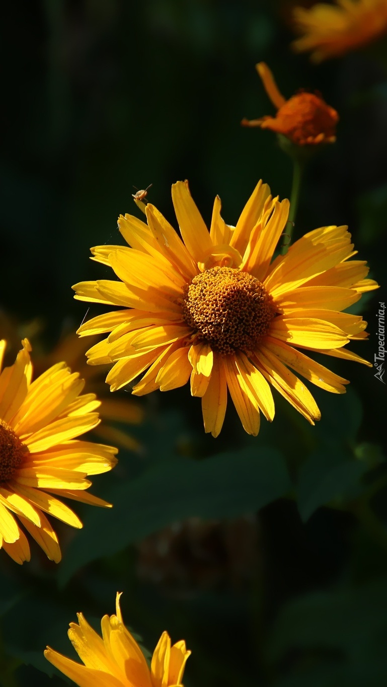 Żółte kwiatki rabatowe