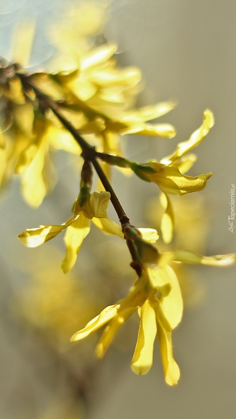 Żółte kwiaty forsycji