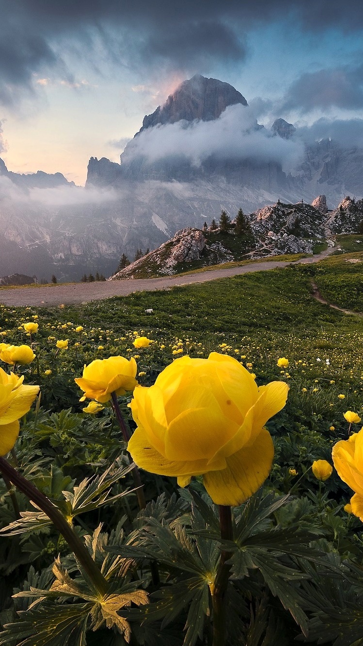 Żółte kwiaty i zamglone góry