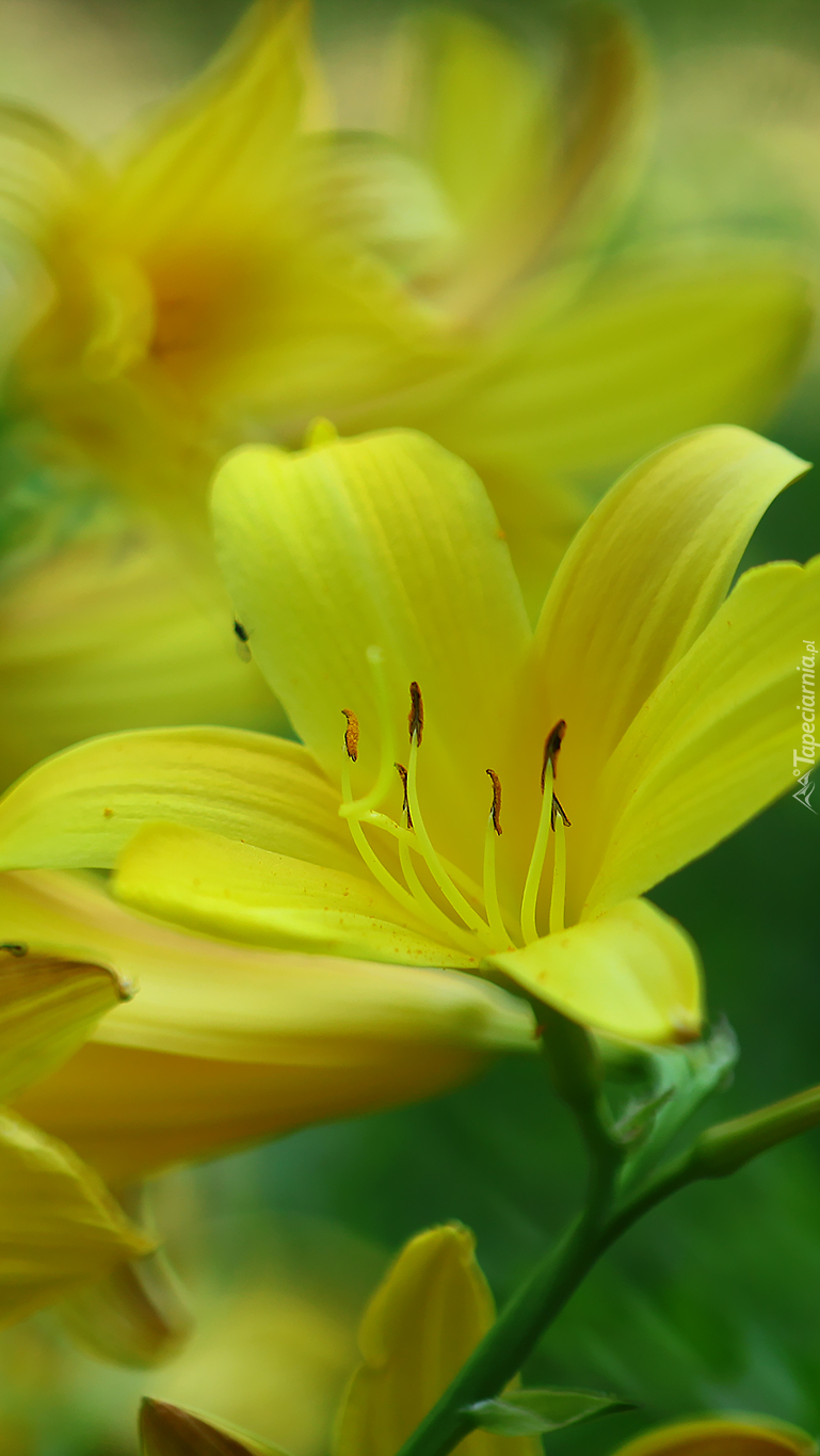 Żółte kwiaty liliowca