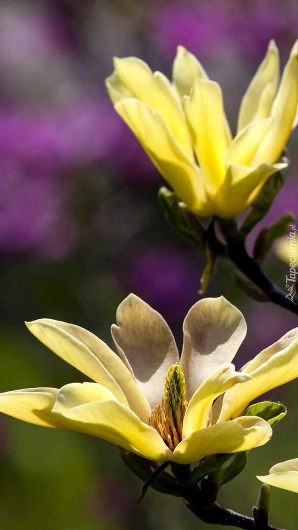 Żółte kwiaty magnoli