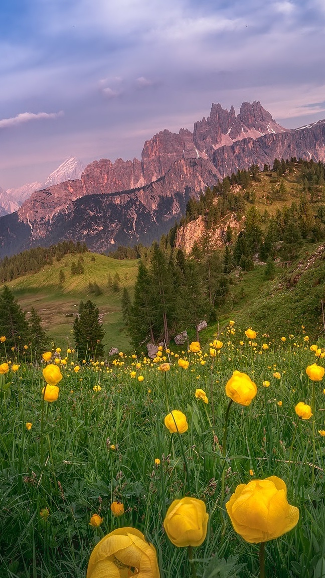 Żółte kwiaty na łące i Dolomity w oddali