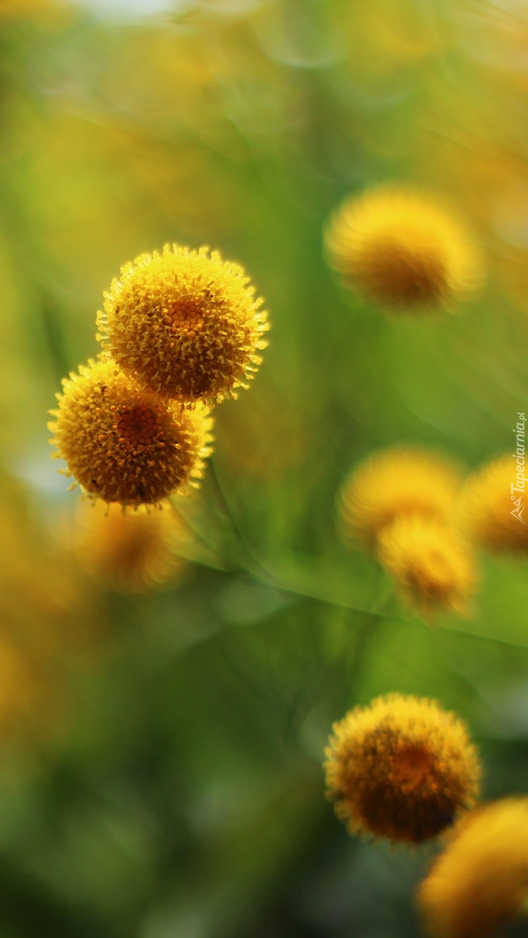 Żółte kwiaty podobne do kulek