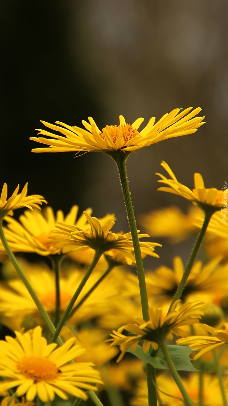 Żółte kwiaty polne