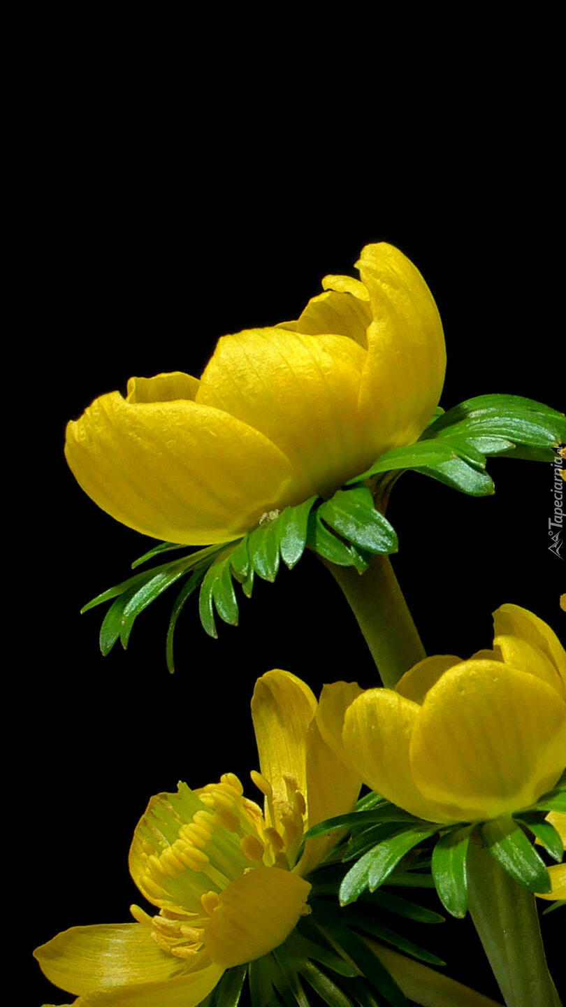 Żółte kwiaty w zbliżeniu
