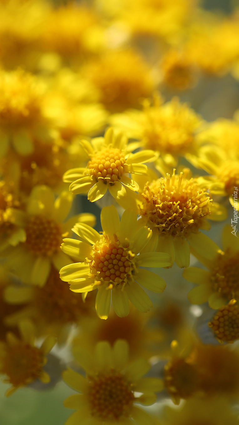 Żółte kwiaty w zbliżeniu