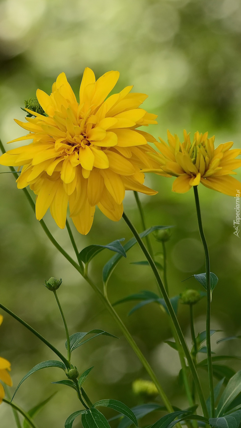Żółte kwiaty z pąkami